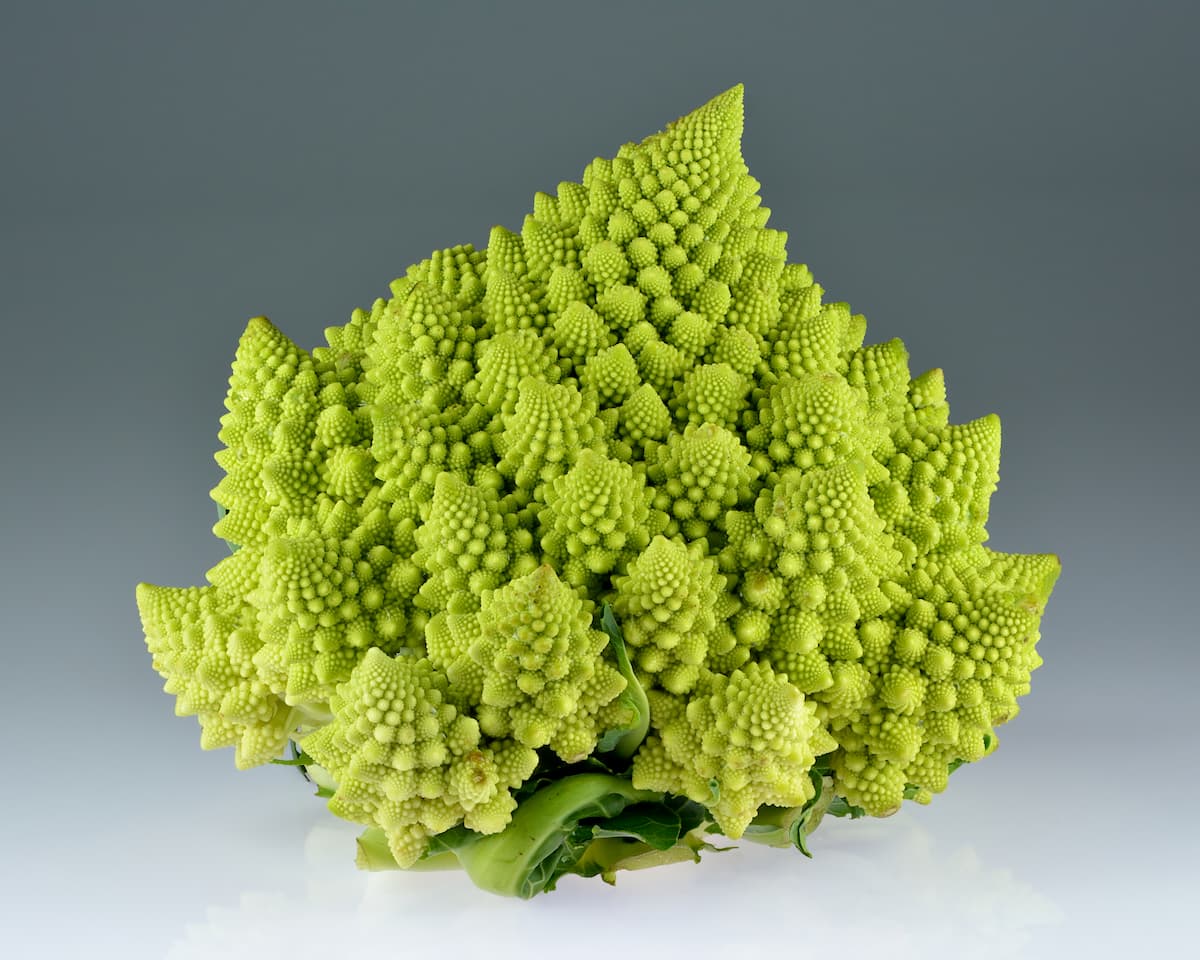 Romanesco broccoli showing fractal pattern